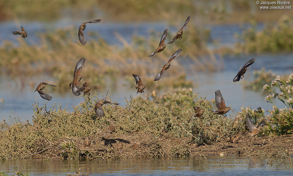 Common Linnet, Flight