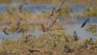 Common Linnet