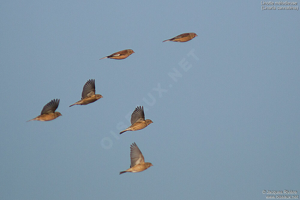 Common Linnetadult post breeding, Flight