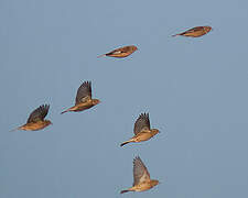 Common Linnet