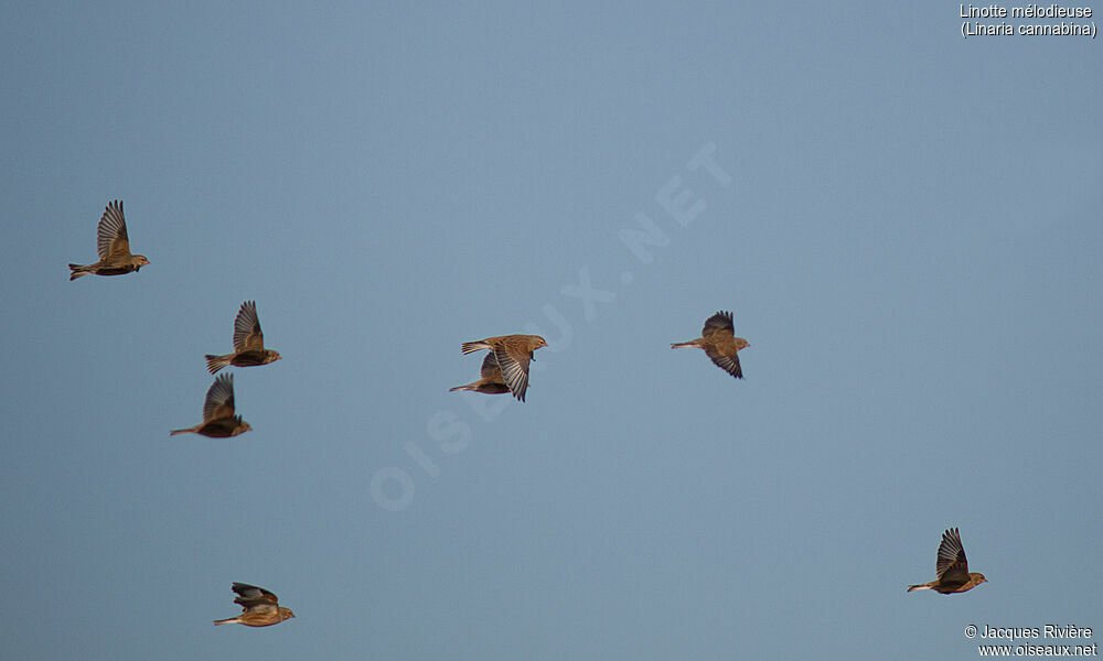 Common Linnetadult post breeding, Flight