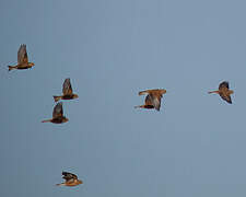 Common Linnet