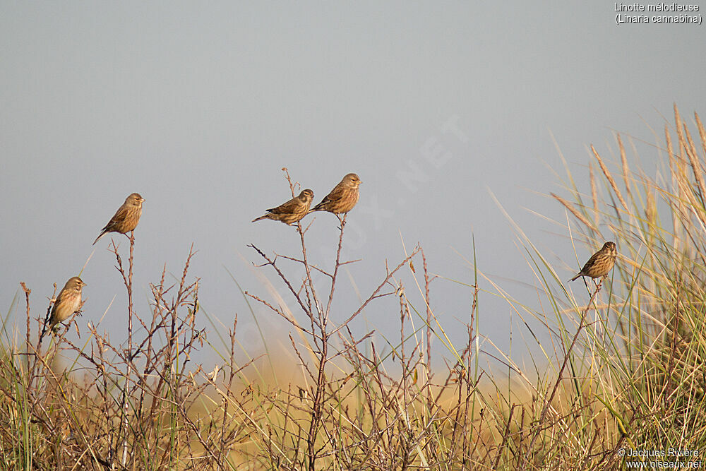 Common Linnetadult post breeding