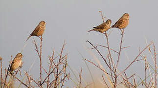 Common Linnet