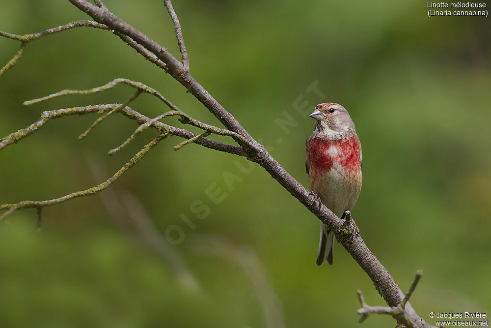 Linotte mélodieuse mâle adulte nuptial, identification