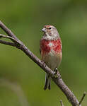 Linotte mélodieuse