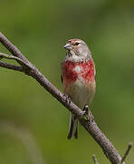 Common Linnet