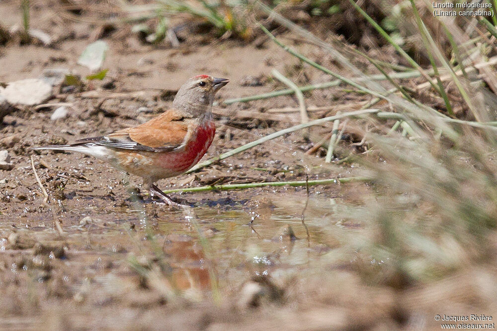 Common Linnet male adult breeding, identification, drinks