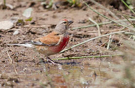 Common Linnet