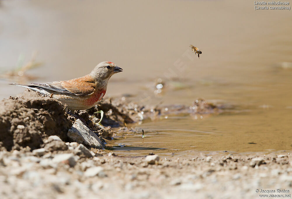 Common Linnet male adult breeding, identification, drinks