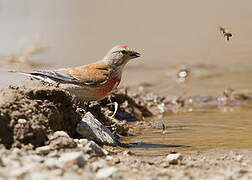 Common Linnet