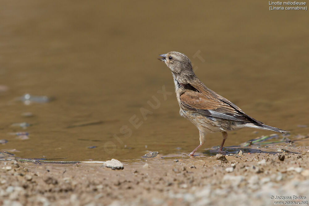 Linotte mélodieuse femelle adulte nuptial, identification, boit