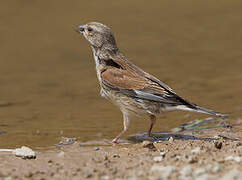 Common Linnet