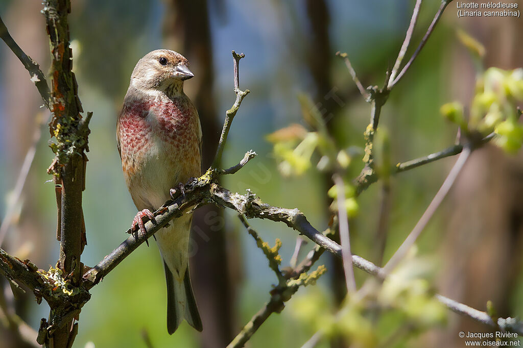 Common Linnet male adult, identification