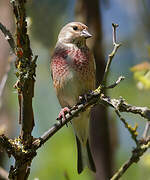 Common Linnet