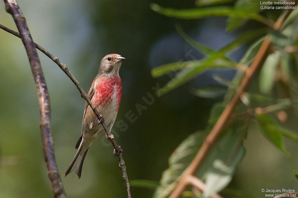 Common Linnet male adult breeding, identification