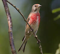 Common Linnet