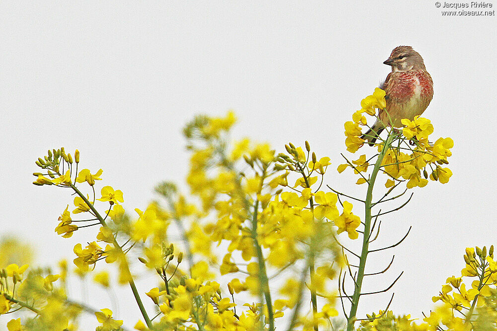 Common Linnet male adult breeding