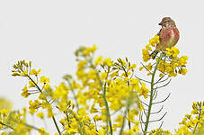 Linotte mélodieuse