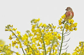 Common Linnet