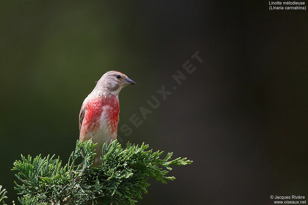 Common Linnet male adult breeding, identification