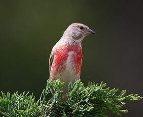 Linotte mélodieuse