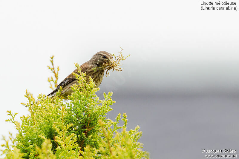 Common Linnet female adult breeding, identification, Reproduction-nesting