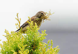 Common Linnet