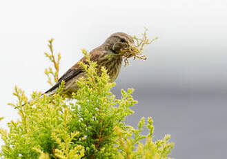 Linotte mélodieuse