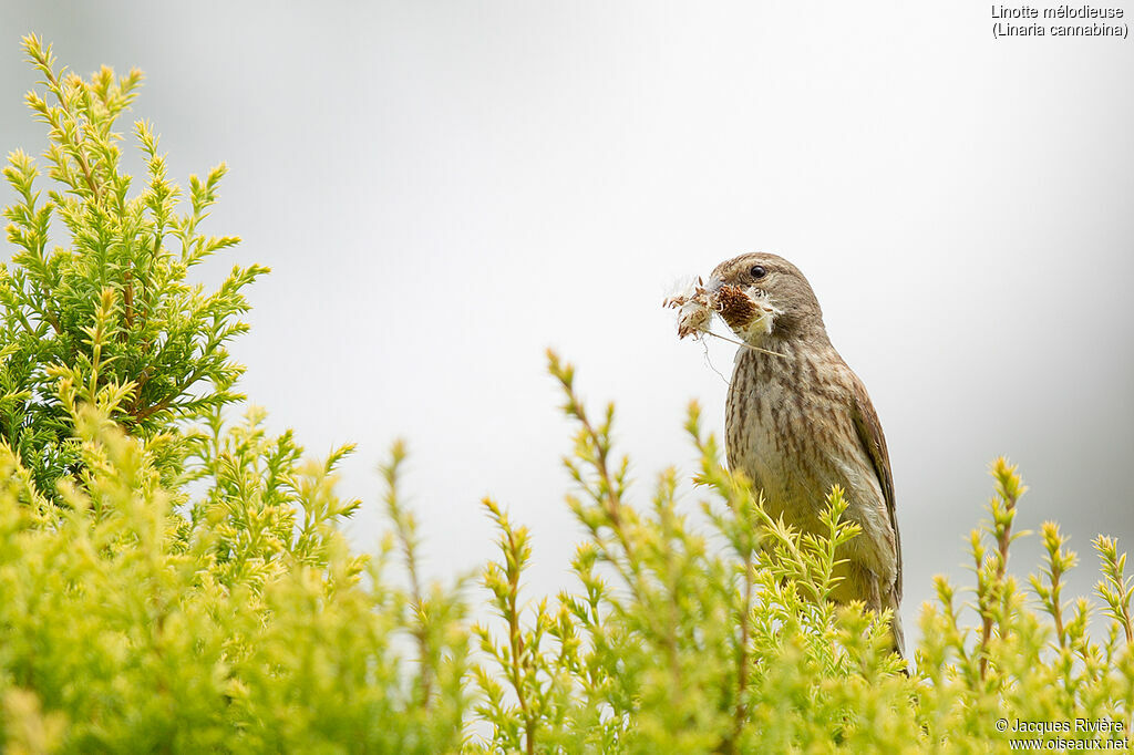 Common Linnet female adult breeding, identification, Reproduction-nesting