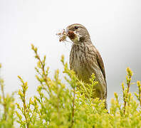 Common Linnet