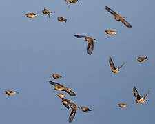 Common Linnet