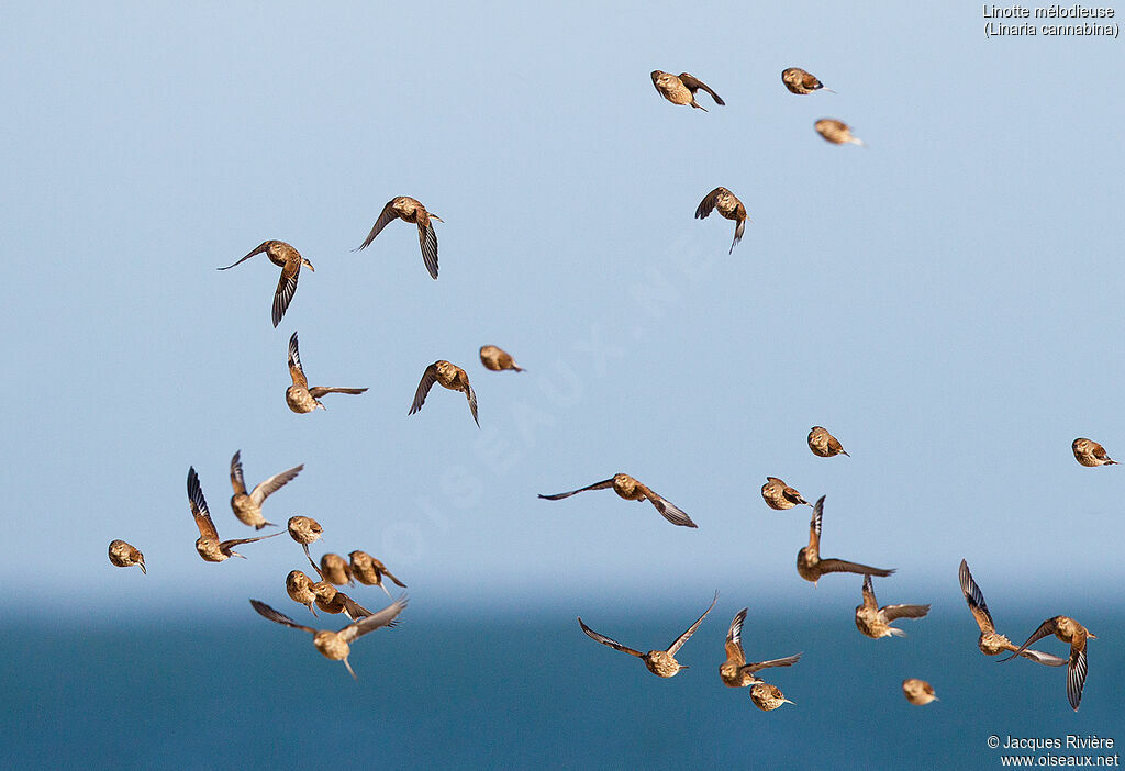 Common Linnetadult post breeding, Flight