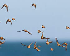 Common Linnet