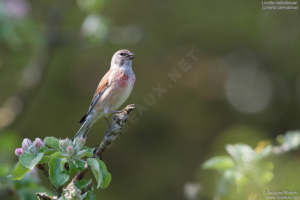 Linotte mélodieuse mâle adulte nuptial, identification, chant