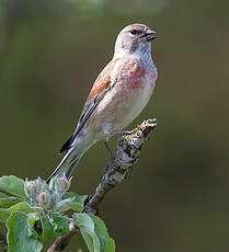 Linotte mélodieuse