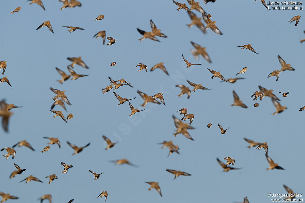 Common Linnet, Flight