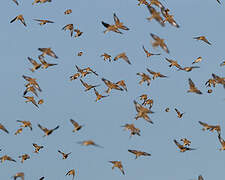 Common Linnet