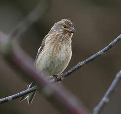 Linotte mélodieuse