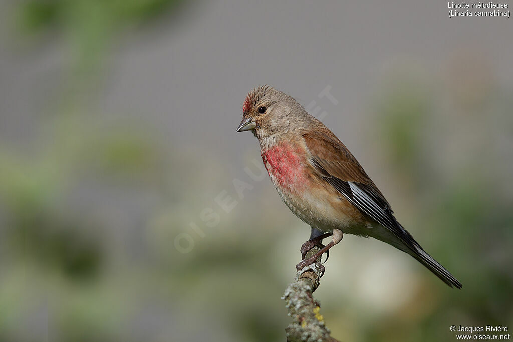 Common Linnet male adult breeding, identification