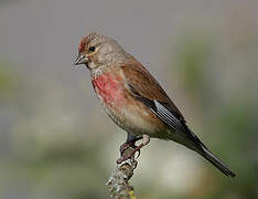 Common Linnet