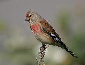 Linotte mélodieuse