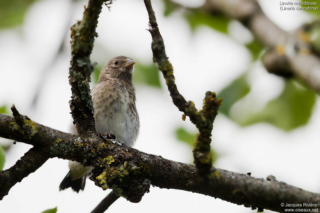 Linotte mélodieuseimmature, identification, Nidification