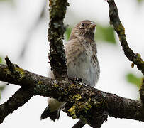 Linotte mélodieuse