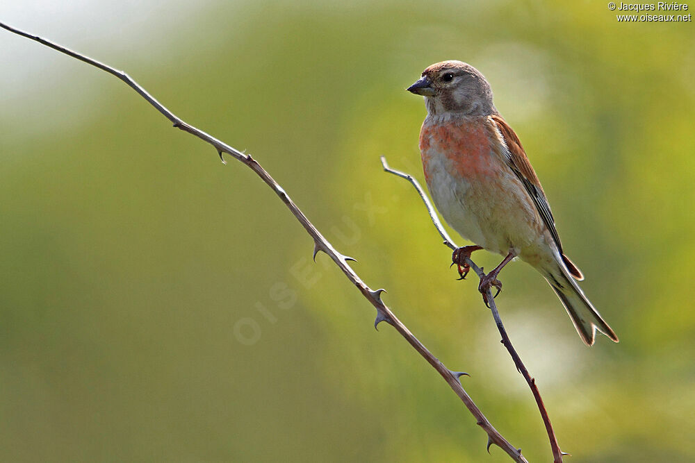 Common Linnet male adult breeding, identification