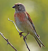 Common Linnet