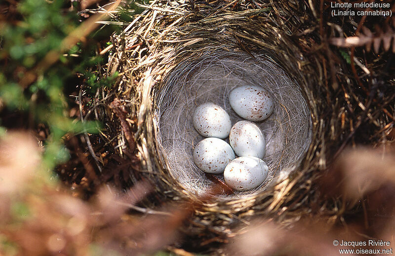 Common Linnet, Reproduction-nesting