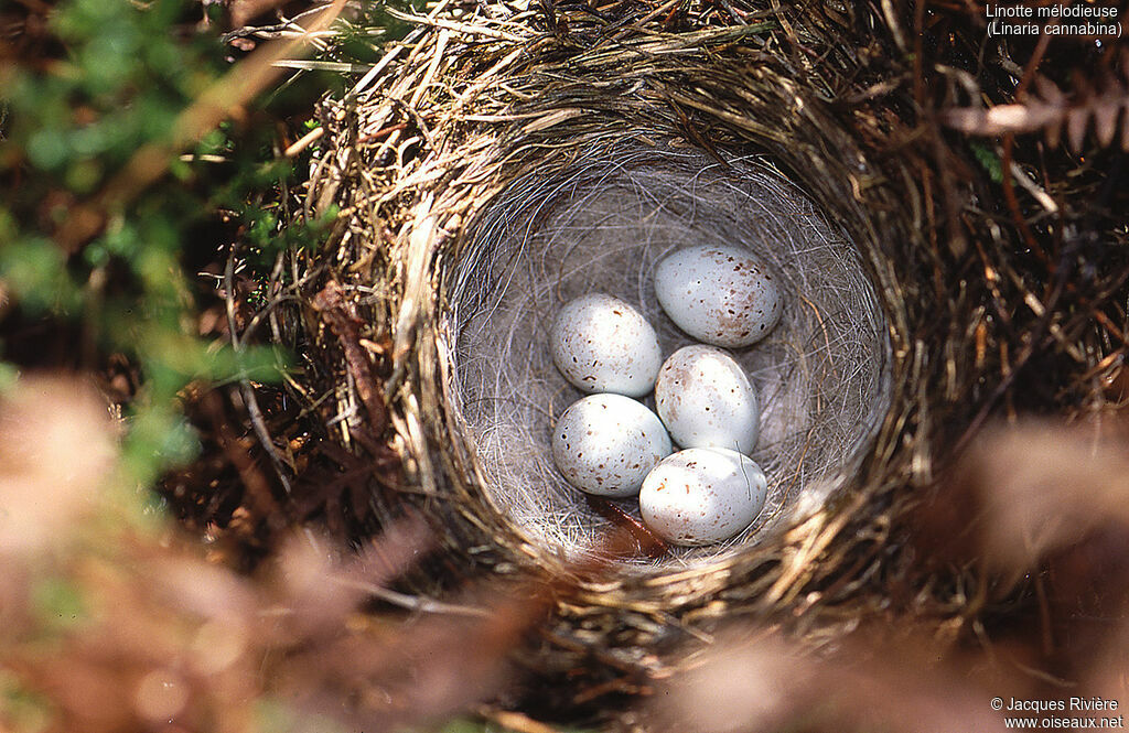 Common Linnet, Reproduction-nesting