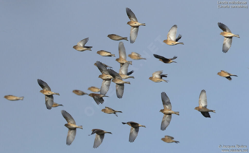 Common Linnetadult, Flight