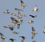 Common Linnet